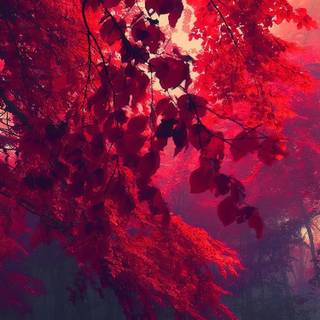 Dark red iPhone wallpaper