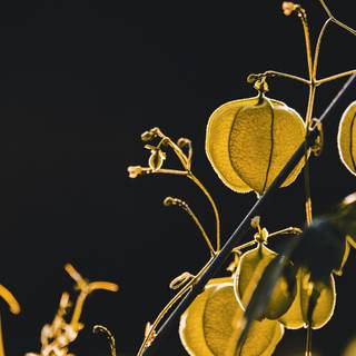 Golden gooseberry wallpaper