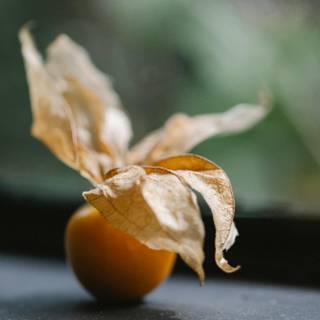 Golden gooseberry wallpaper
