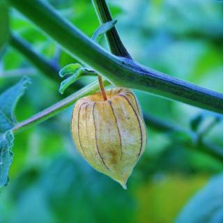 Golden gooseberry wallpaper