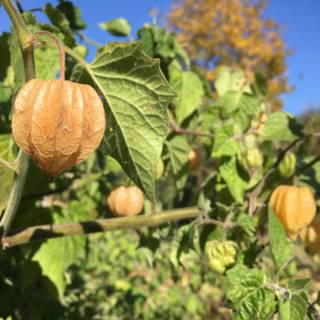 Golden gooseberry wallpaper