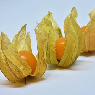 Golden gooseberry wallpaper