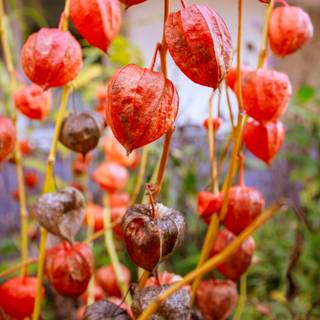 Golden gooseberry wallpaper