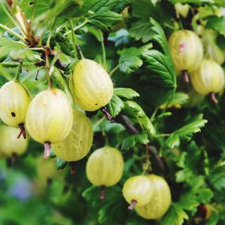 Golden gooseberry wallpaper