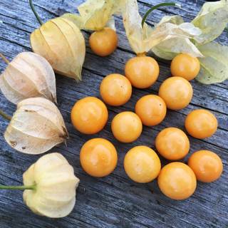 Golden gooseberry wallpaper