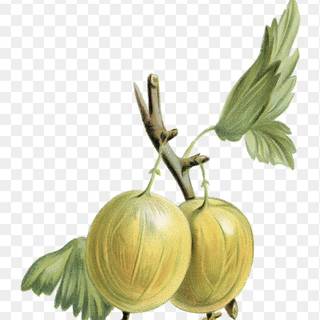 Golden gooseberry wallpaper