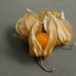 Golden gooseberry wallpaper