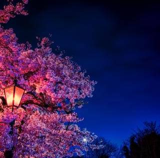 Spring night desktop wallpaper