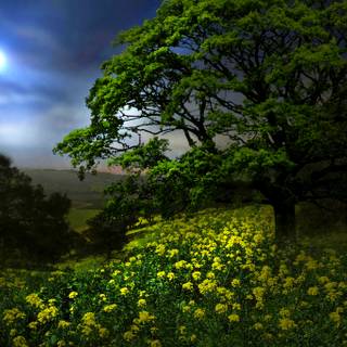 Spring night desktop wallpaper