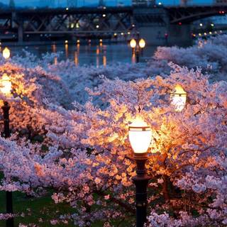 Spring night desktop wallpaper