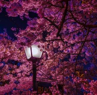 Spring night desktop wallpaper