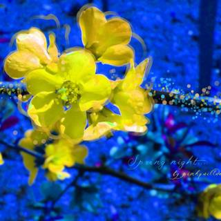 Spring night desktop wallpaper