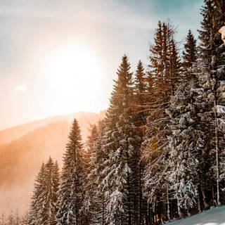 Winter tree iPhone 13 4k wallpaper