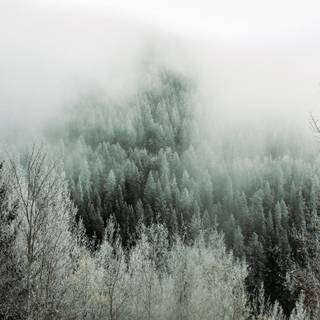 Winter tree iPhone 13 4k wallpaper