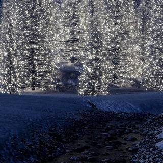 Winter tree iPhone 13 4k wallpaper