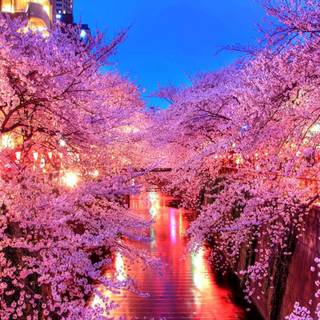 Spring night desktop wallpaper