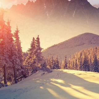 Winter tree iPhone 13 4k wallpaper