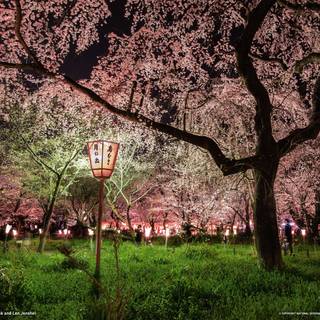 Spring night desktop wallpaper