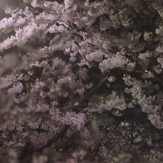 Spring night desktop wallpaper