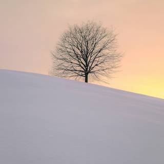 Winter tree iPhone 13 4k wallpaper