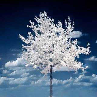 Winter tree iPhone 13 4k wallpaper