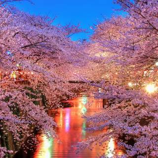 Spring night desktop wallpaper