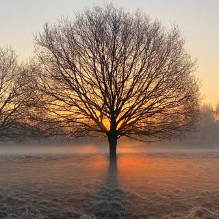 Winter tree iPhone 13 4k wallpaper