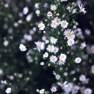 Spring night phone wallpaper