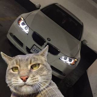 Cat car wallpaper