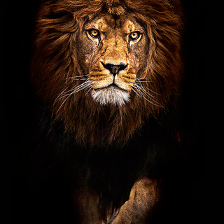 Lion HD 4k iPhone wallpaper