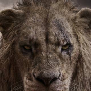 Lion HD 4k iPhone wallpaper