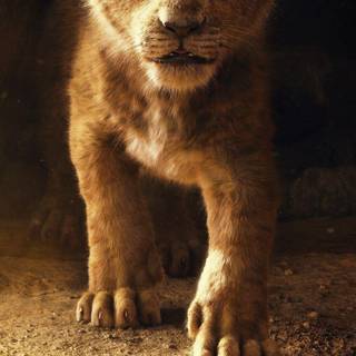 Lion HD 4k iPhone wallpaper