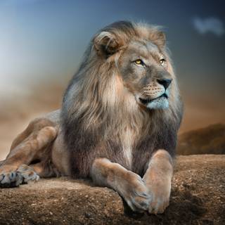 Lion HD 4k iPhone wallpaper