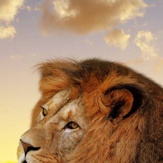 Lion HD 4k iPhone wallpaper