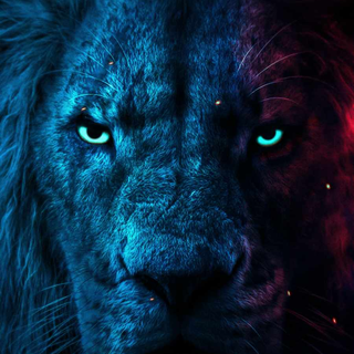 Lion HD 4k iPhone wallpaper
