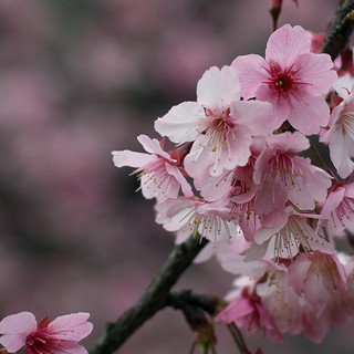 Cherry Blossom iPhone 4k wallpaper