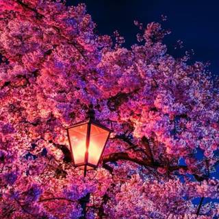 Cherry Blossom iPhone 4k wallpaper