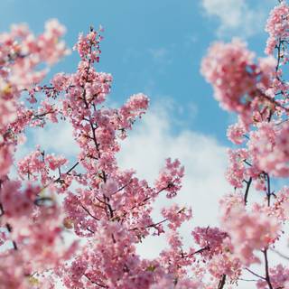 Cherry Blossom iPhone 4k wallpaper