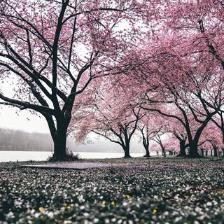 Cherry Blossom iPhone 4k wallpaper