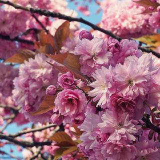 Cherry Blossom iPhone 4k wallpaper