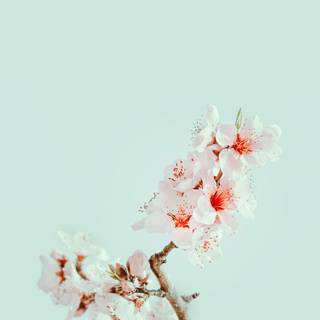 Cherry Blossom iPhone 4k wallpaper