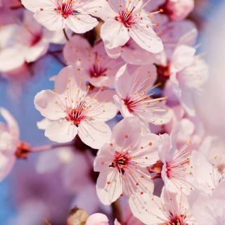 Cherry Blossom iPhone 4k wallpaper