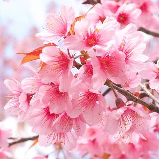 Cherry Blossom iPhone 4k wallpaper