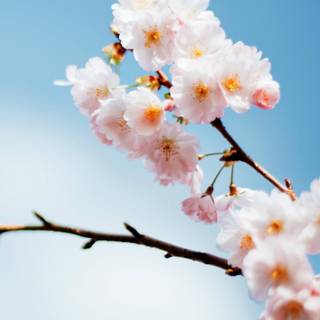 Cherry Blossom iPhone 4k wallpaper