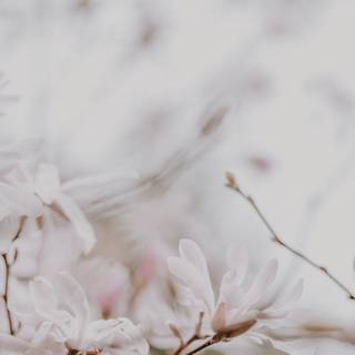 Cherry Blossom iPhone 4k wallpaper