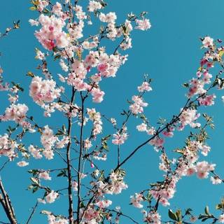 Cherry Blossom iPhone 4k wallpaper