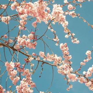 Cherry Blossom iPhone 4k wallpaper