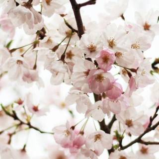 Cherry Blossom iPhone 4k wallpaper