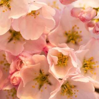 Cherry Blossom iPhone 4k wallpaper