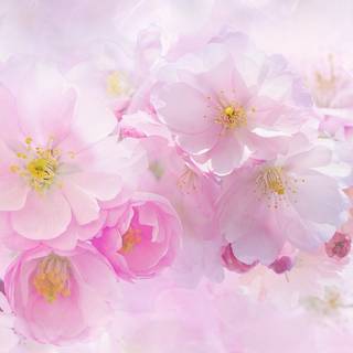 Cherry Blossom iPhone 4k wallpaper